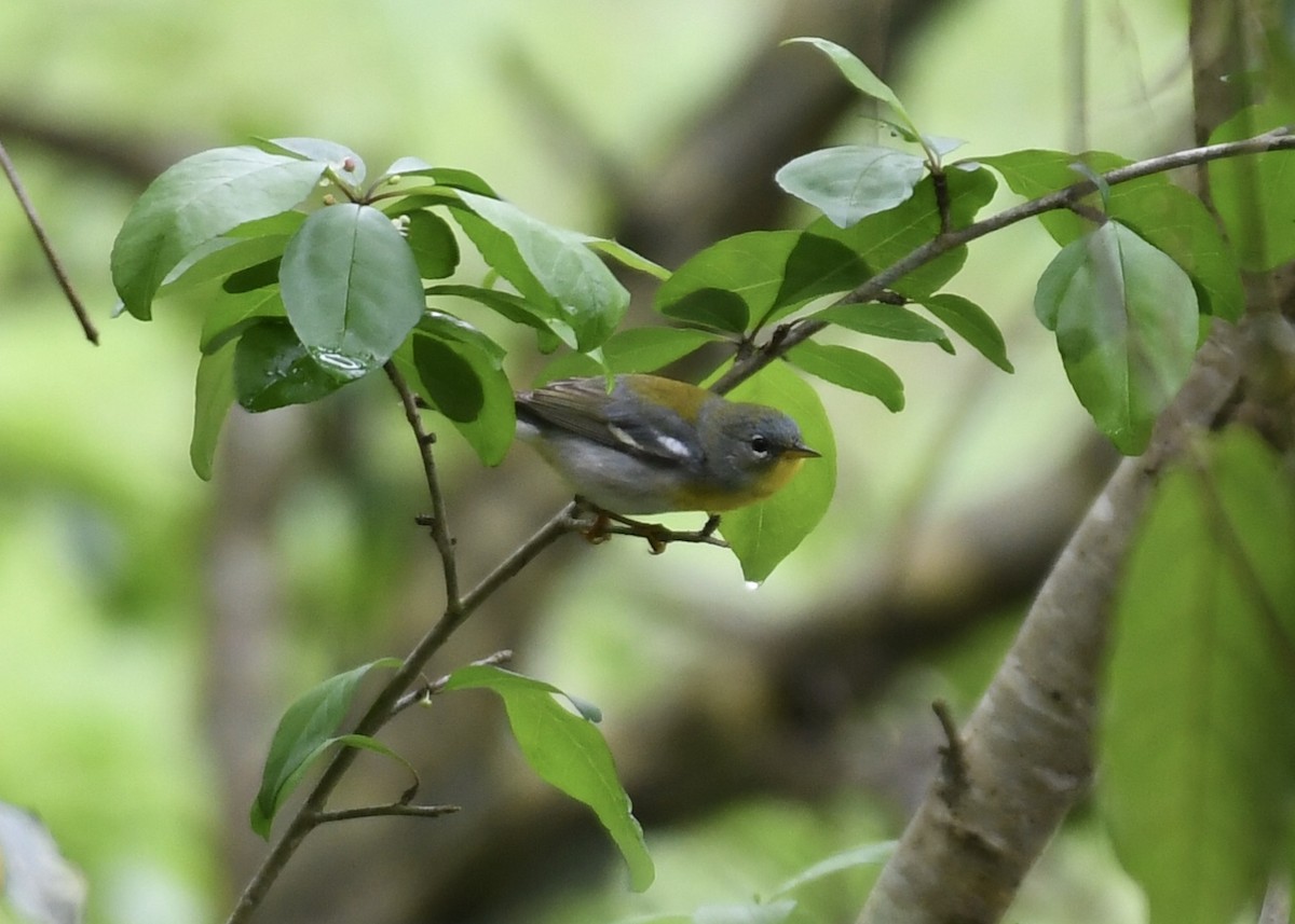 Northern Parula - Joe Wujcik