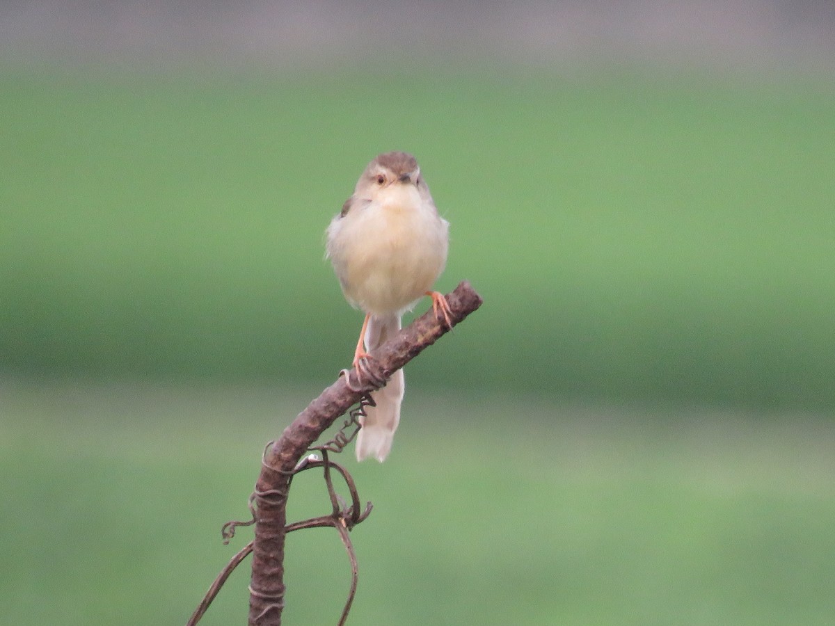 Plain Prinia - ML149330091