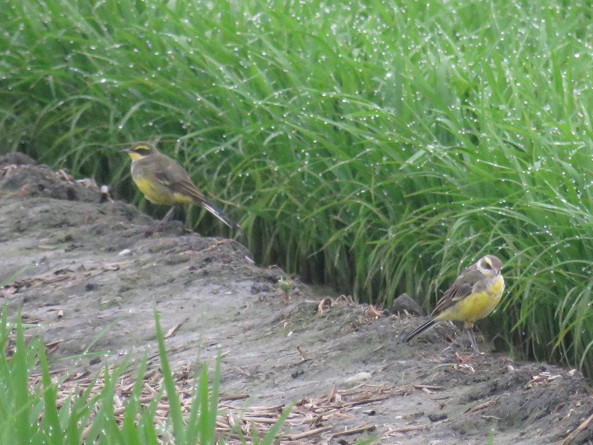 Eastern Yellow Wagtail (Green-headed) - ML149330141