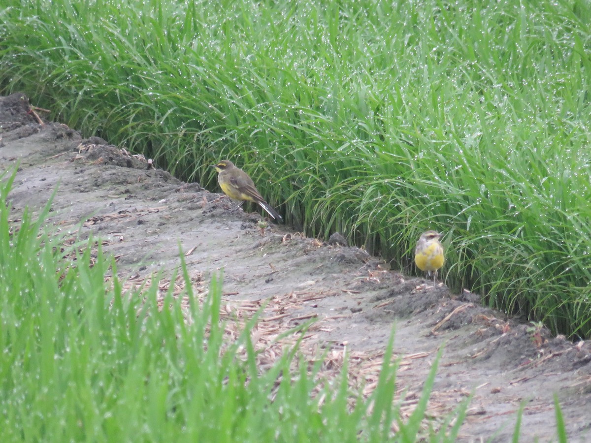 Eastern Yellow Wagtail (Green-headed) - ML149330161