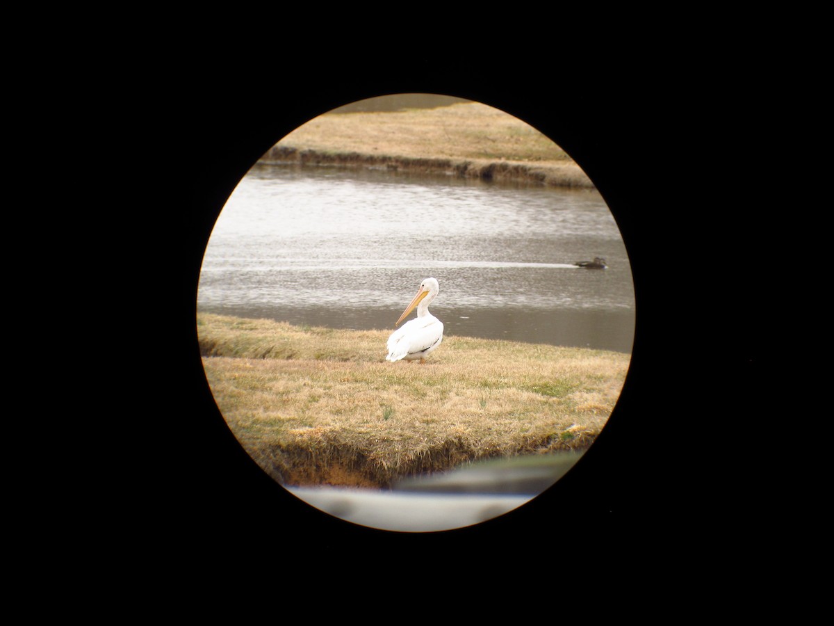 American White Pelican - ML149331591