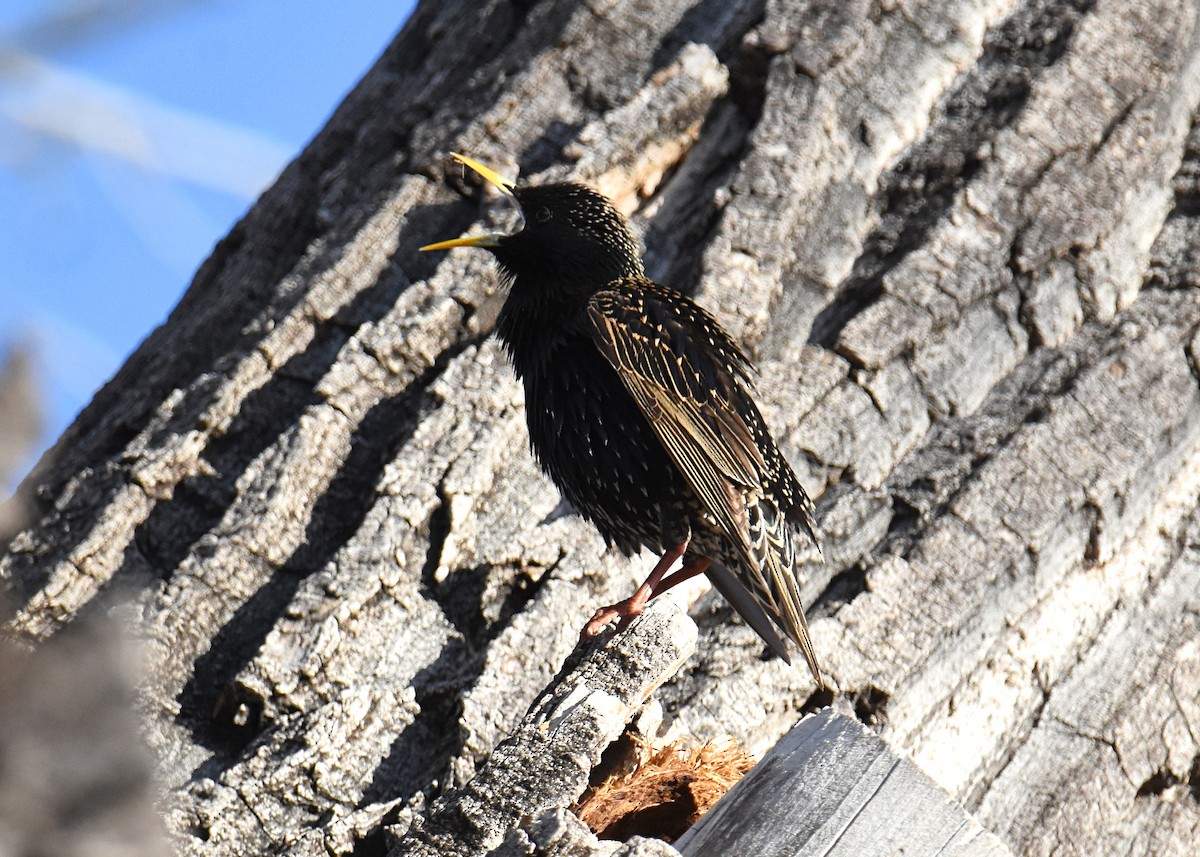 European Starling - ML149332371