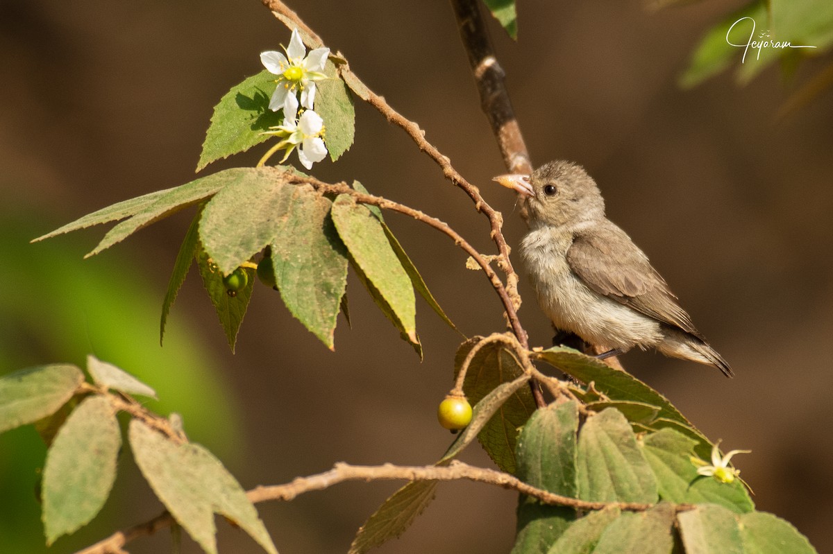 Pale-billed Flowerpecker - Jeyaramsankar Gurusamy