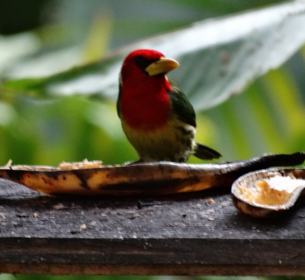 Red-headed Barbet - ML149332501