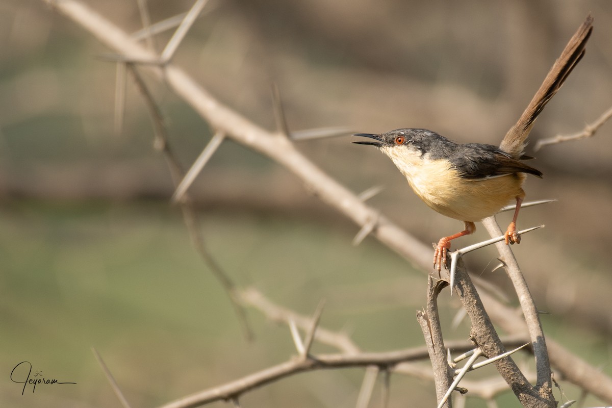 Ashy Prinia - Jeyaramsankar Gurusamy