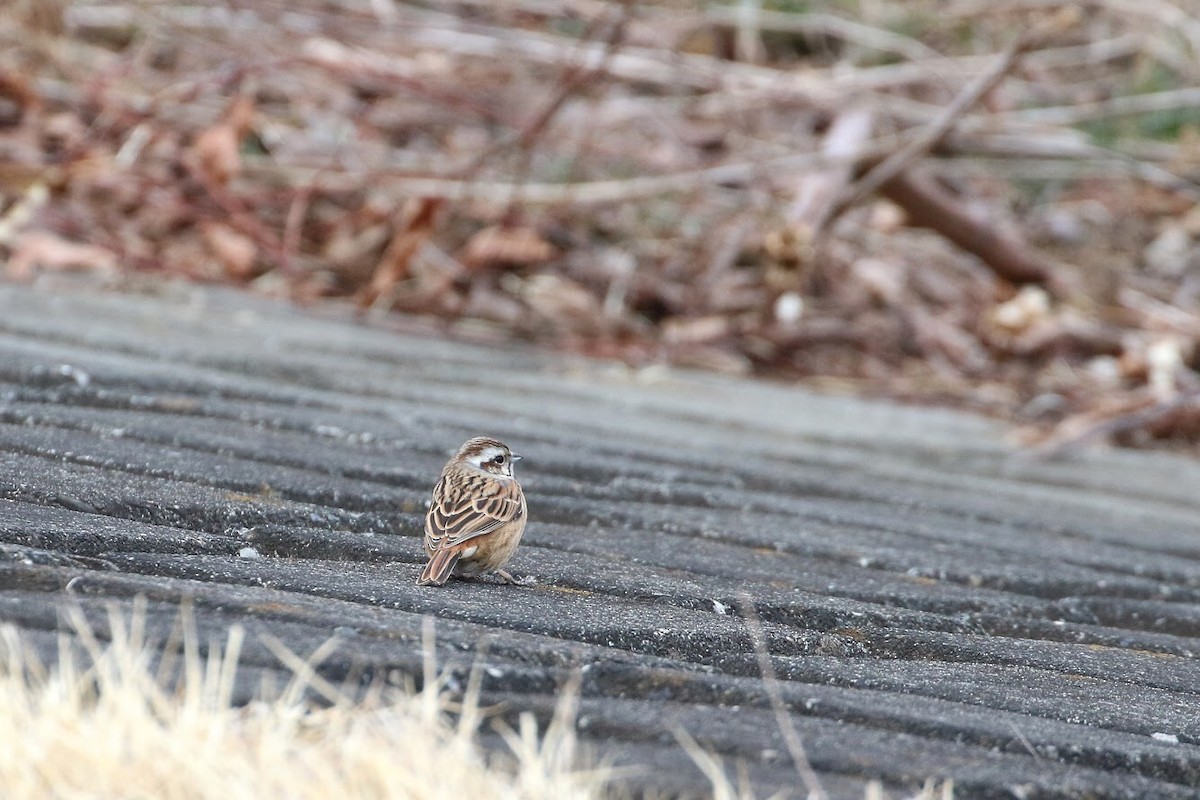 Meadow Bunting - ML149332991