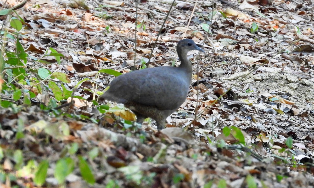 Great Tinamou - grete pasch