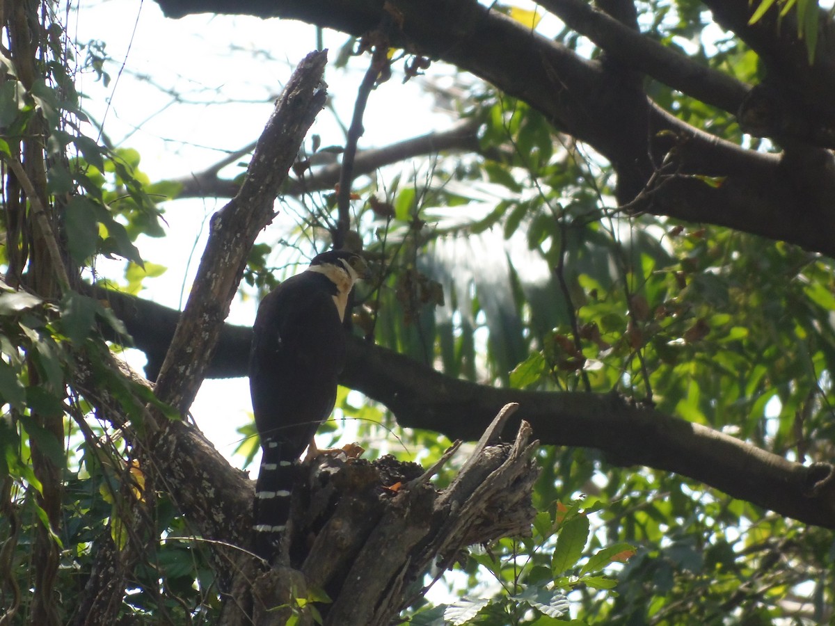 Collared Forest-Falcon - ML149335191