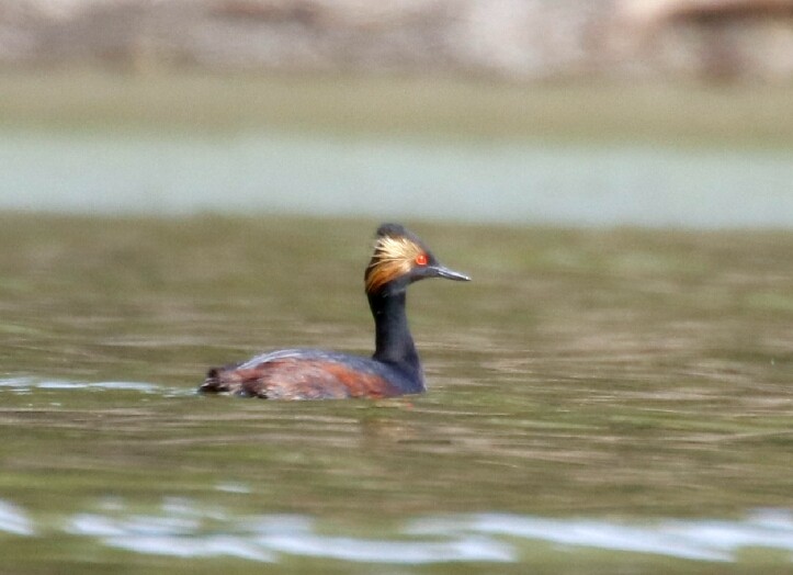 Eared Grebe - ML149335441