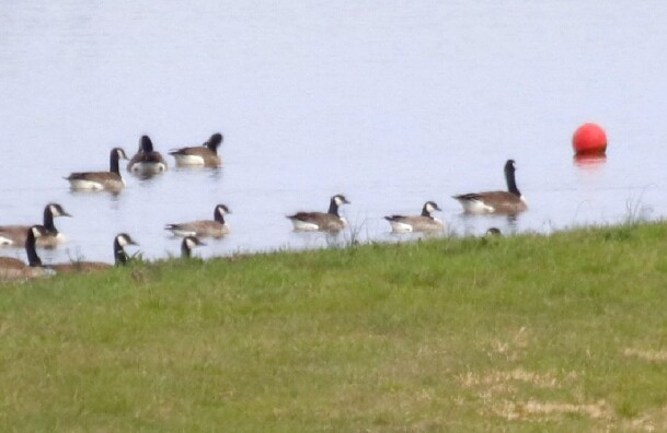 Cackling Goose (Richardson's) - ML149336371