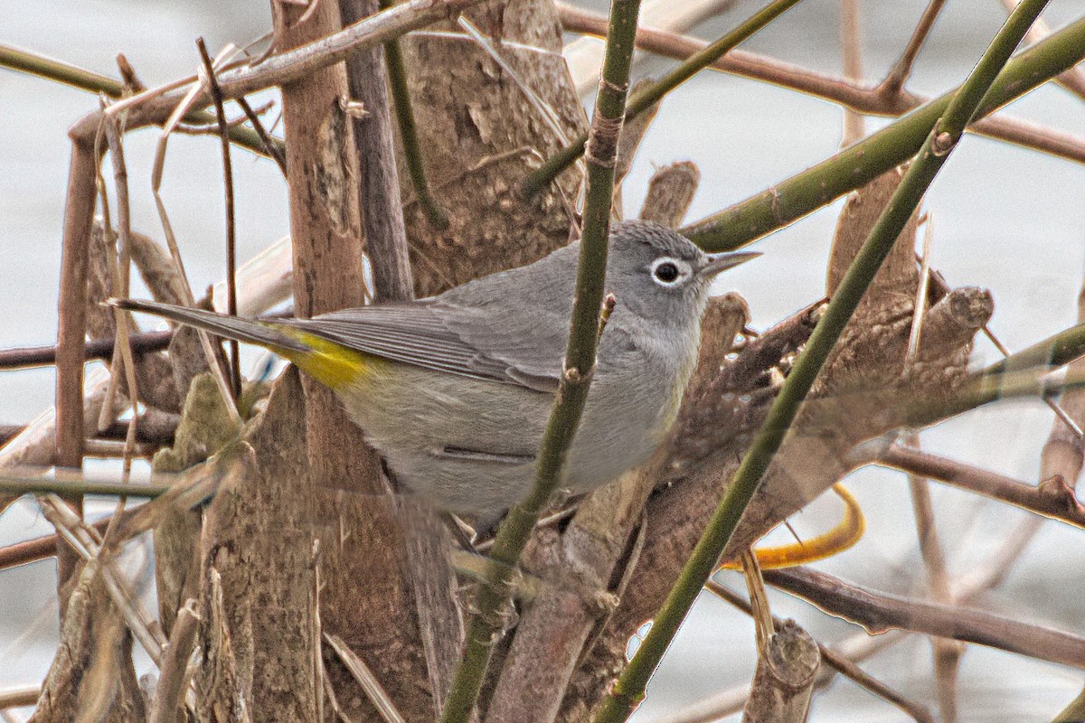 Gelbsteiß-Waldsänger - ML149336601