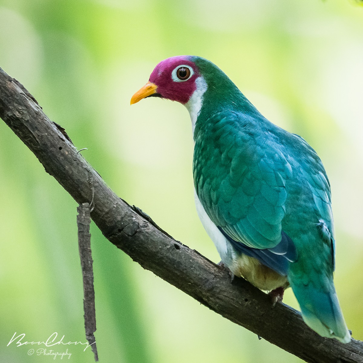 Jambu Fruit-Dove - ML149336611