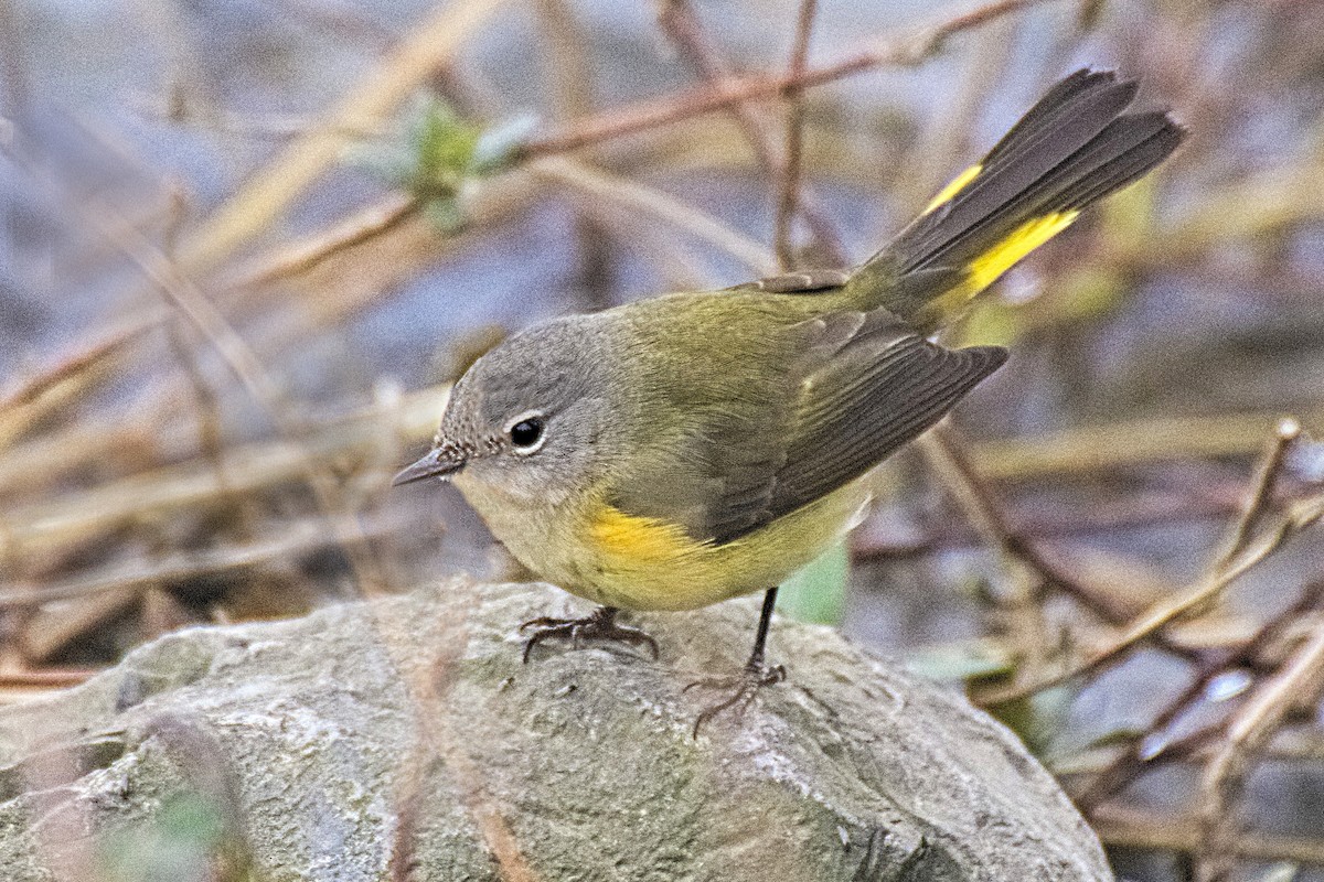 Rotschwanz-Waldsänger - ML149336691