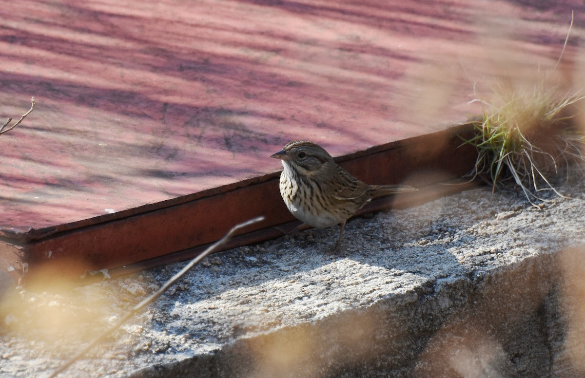 Lincoln's Sparrow - James Thompson