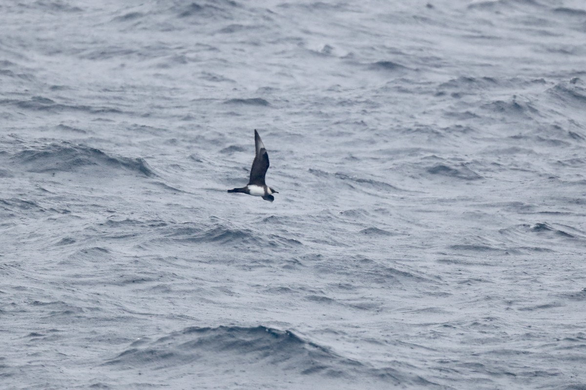 Pomarine Jaeger - Ting-Wei (廷維) HUNG (洪)