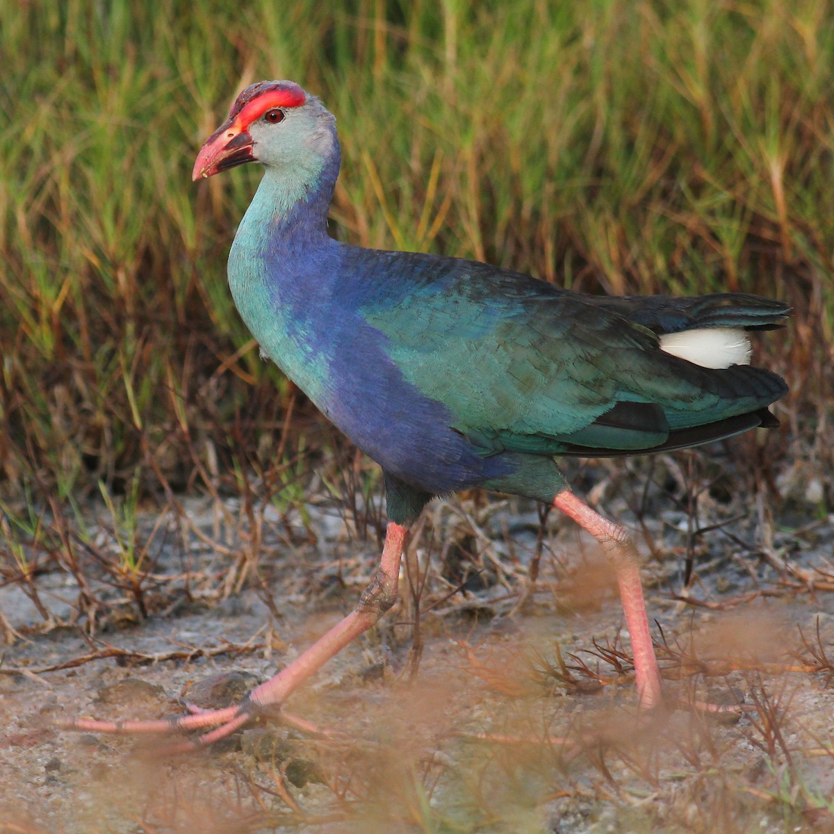 Gray-headed Swamphen - ML149339471