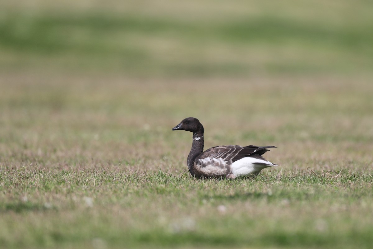 Branta musubeltza - ML149339861