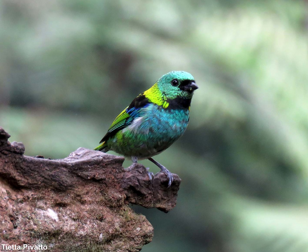 Green-headed Tanager - Maria Antonietta Castro Pivatto