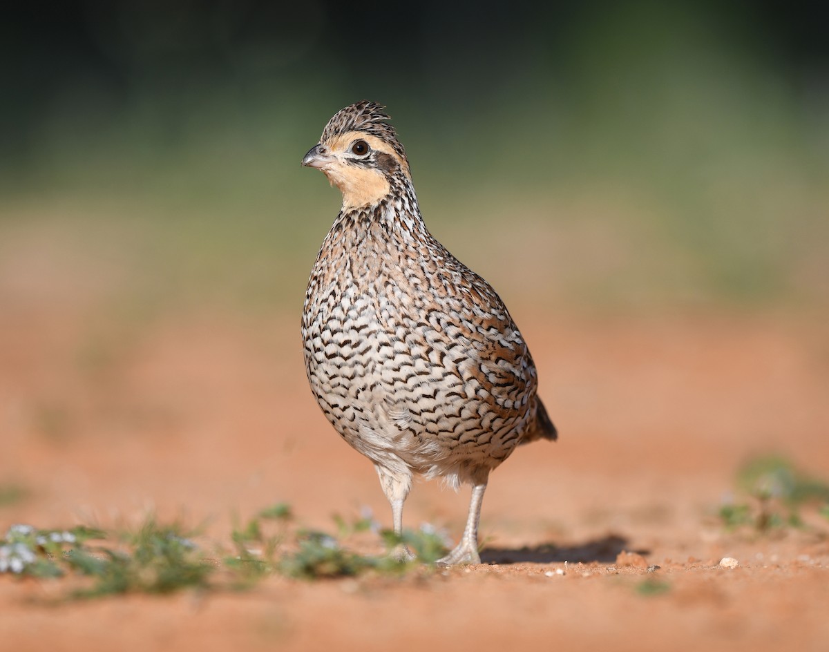 Northern Bobwhite - Kraig Cawley