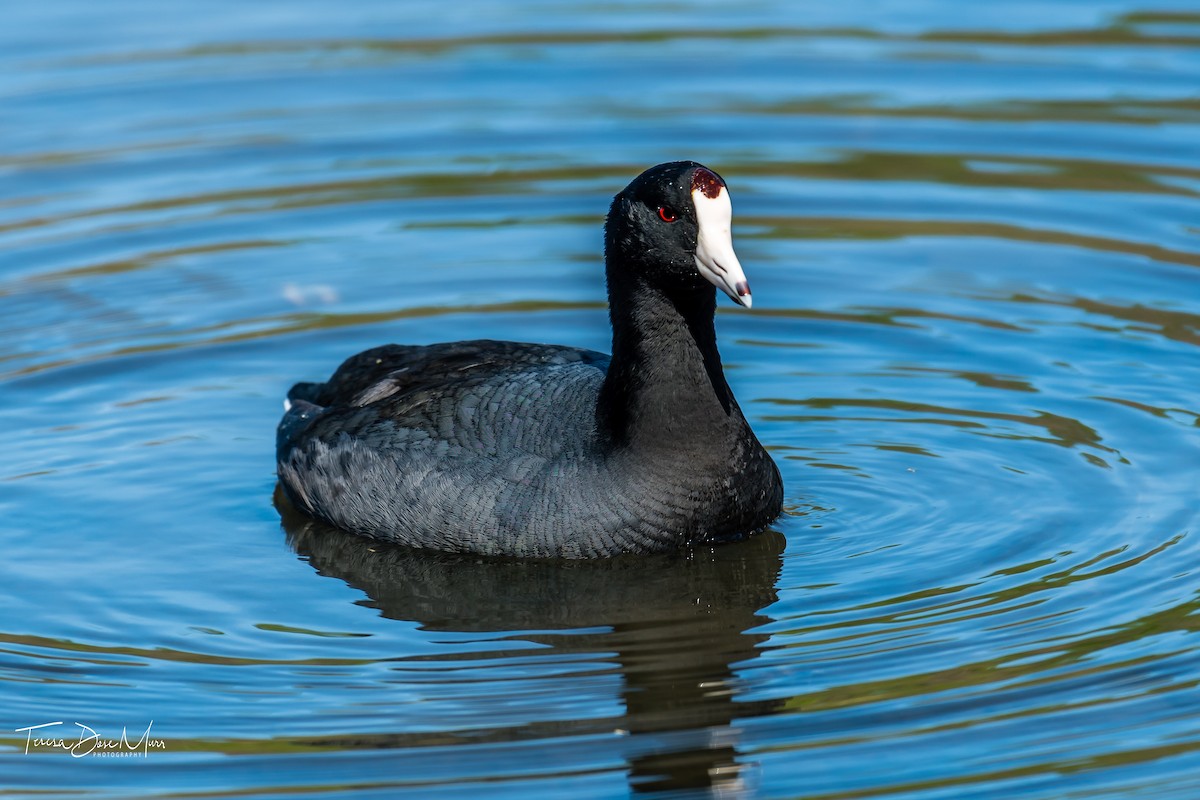 American Coot - Teresa Murr