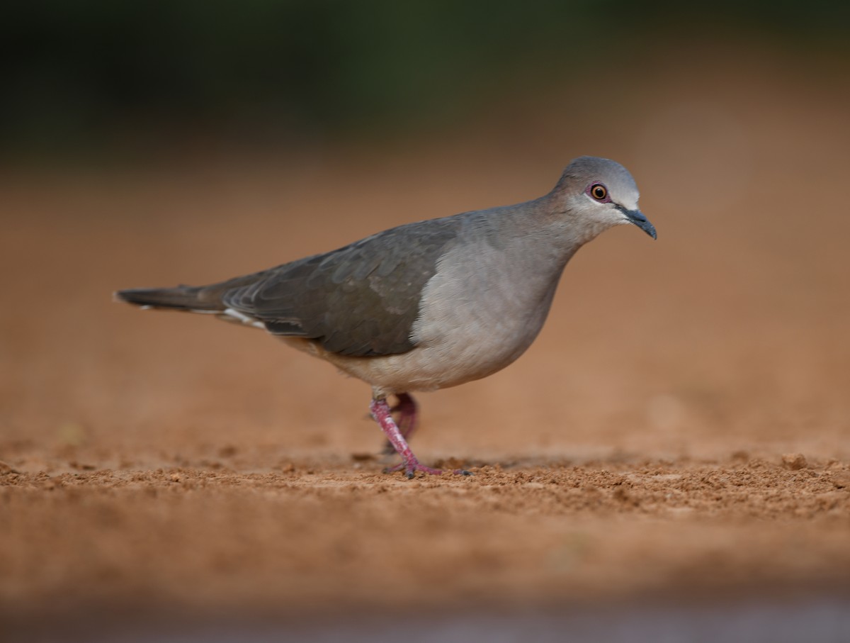 White-tipped Dove - ML149340611