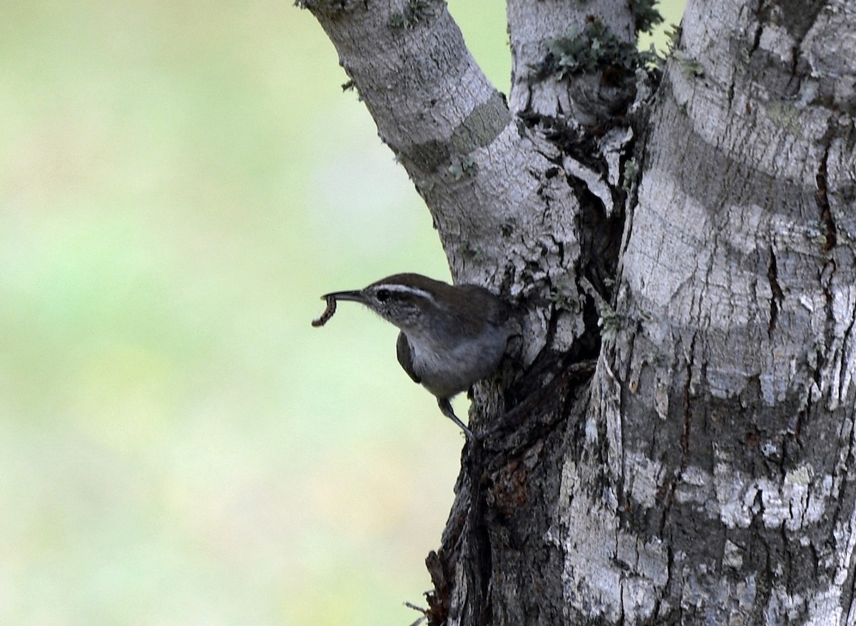 Bewick's Wren - ML149342081