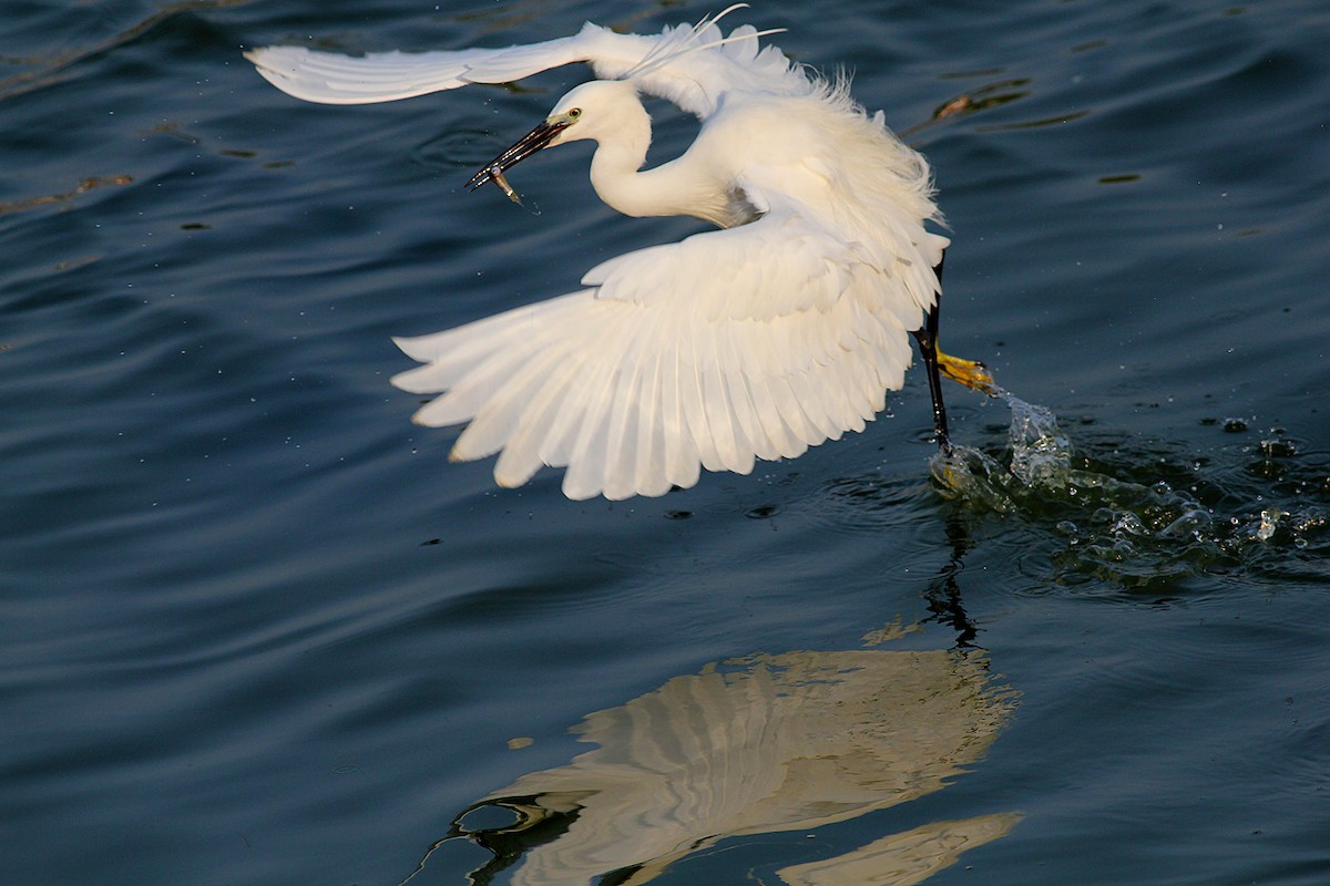 Little Egret - Aravind AM