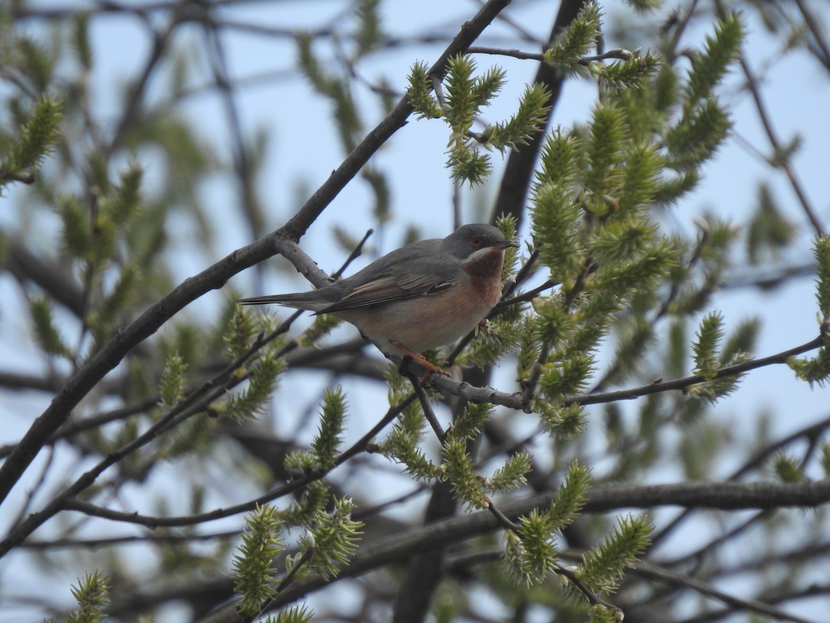 Western/Eastern Subalpine Warbler - ML149343461