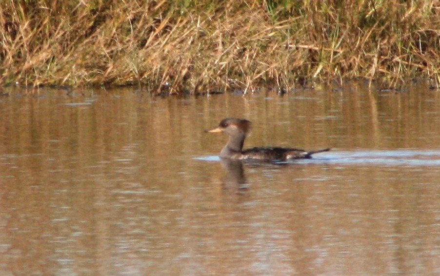 Hooded Merganser - Greg  K