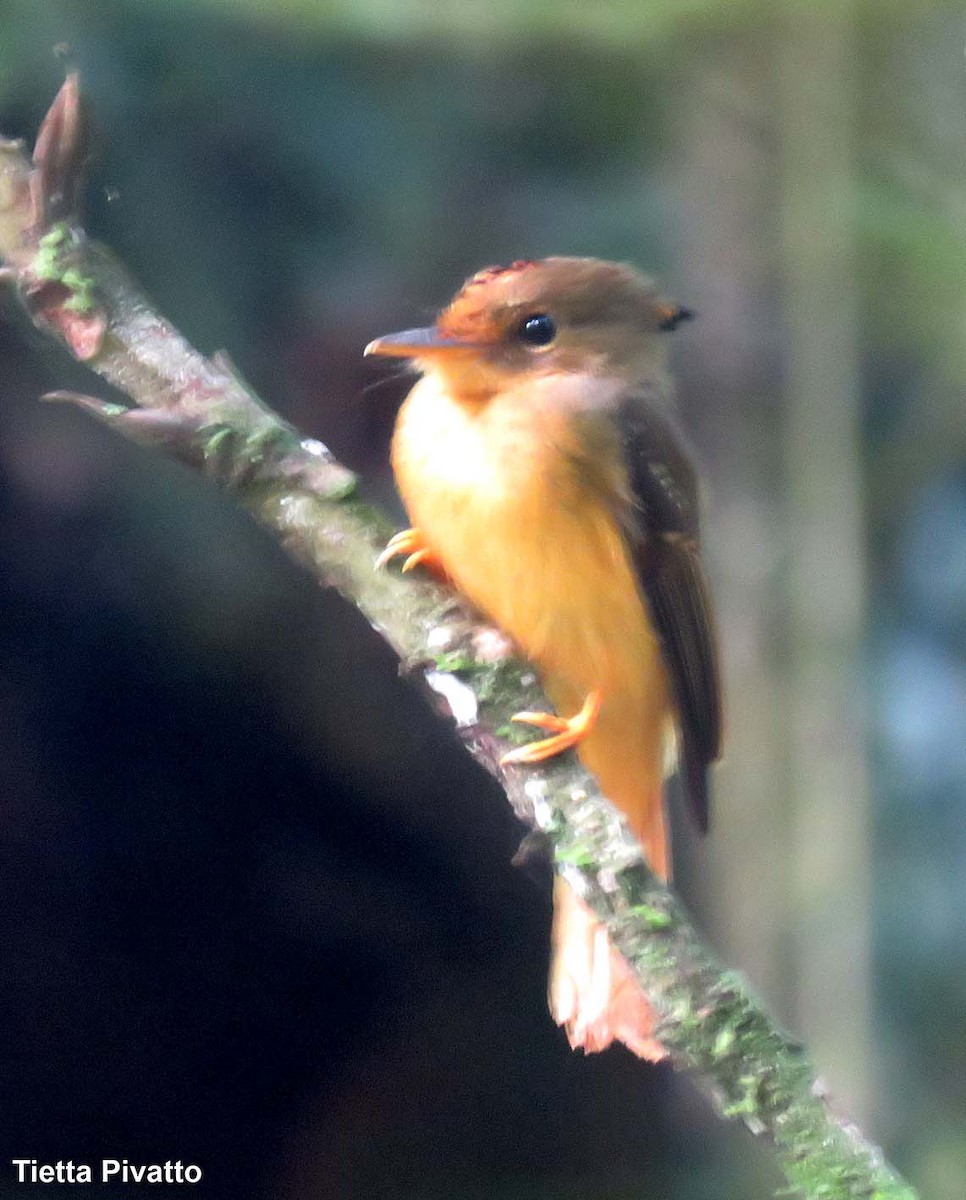 Atlantic Royal Flycatcher - Maria Antonietta Castro Pivatto