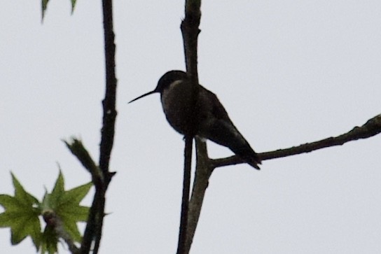 Ruby-throated Hummingbird - ML149345051