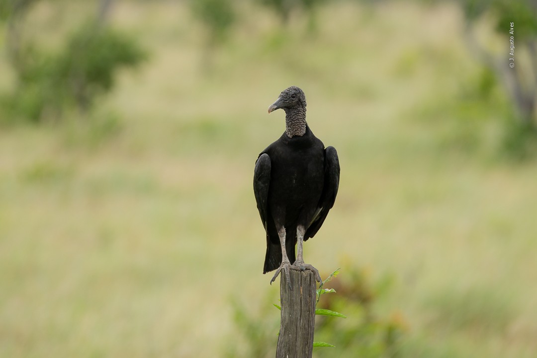 Black Vulture - ML149345131