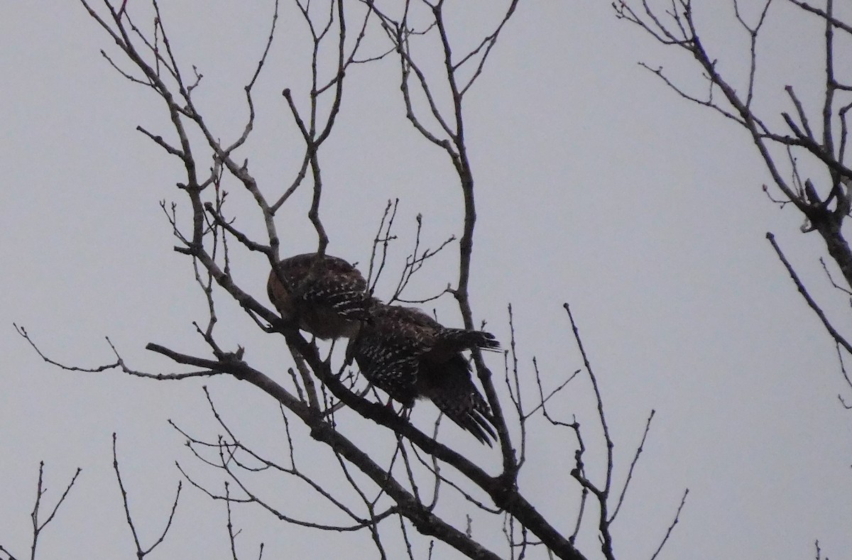 Red-shouldered Hawk - ML149346901