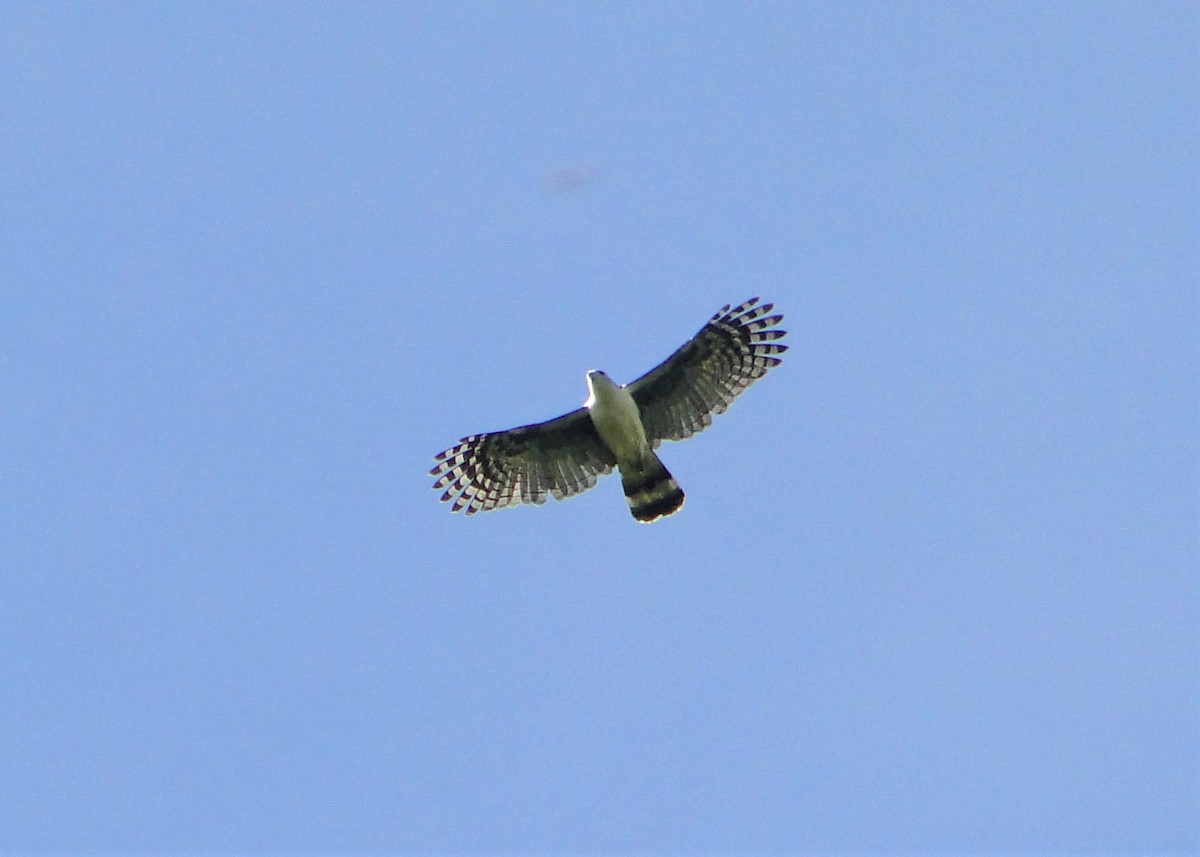 Gray-headed Kite - ML149347931