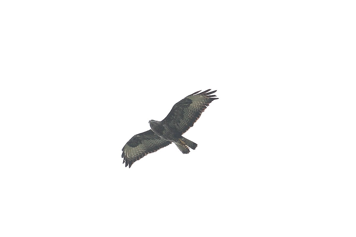 Common Buzzard - ML149348091