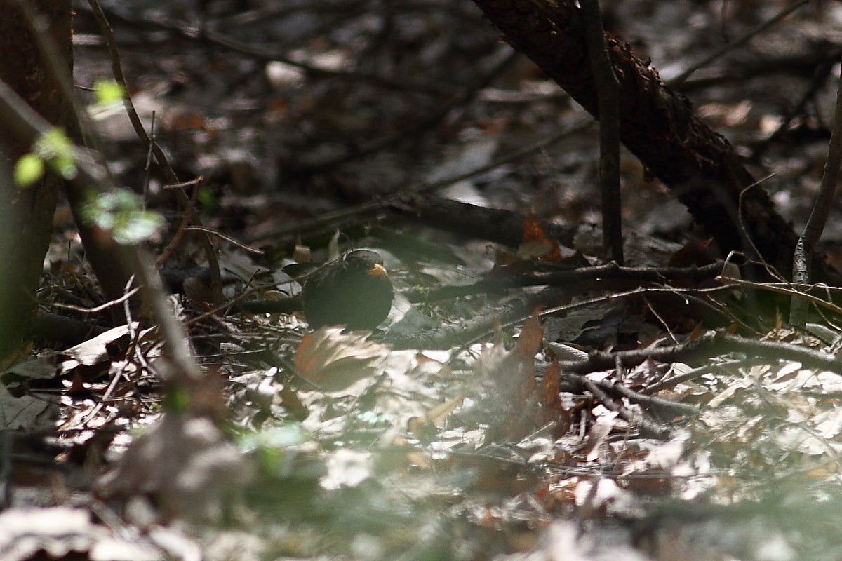 Eurasian Blackbird - ML149348281