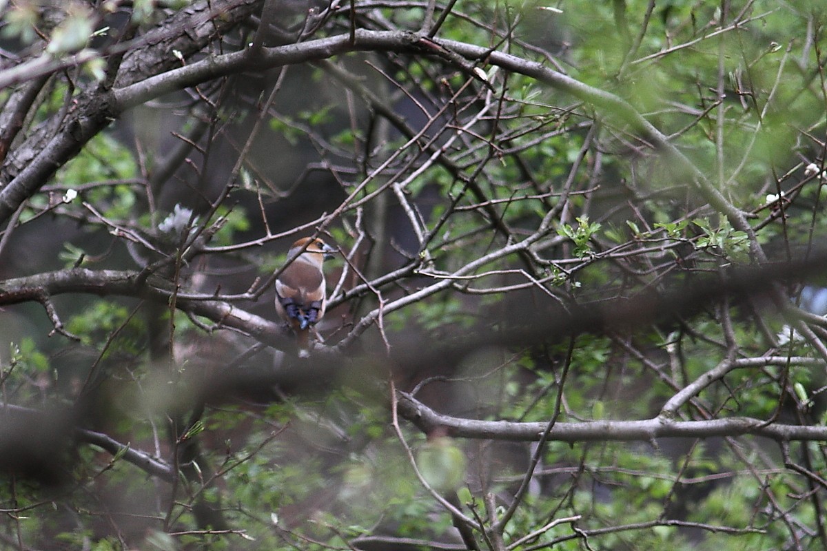 Hawfinch - ML149348521