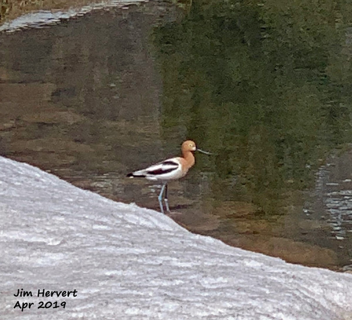 Avocette d'Amérique - ML149349051