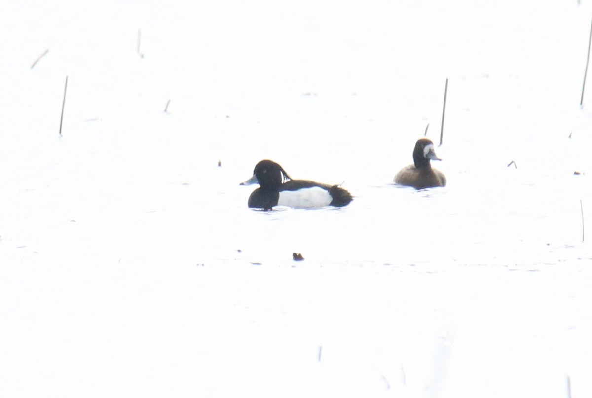 Tufted Duck - ML149349721