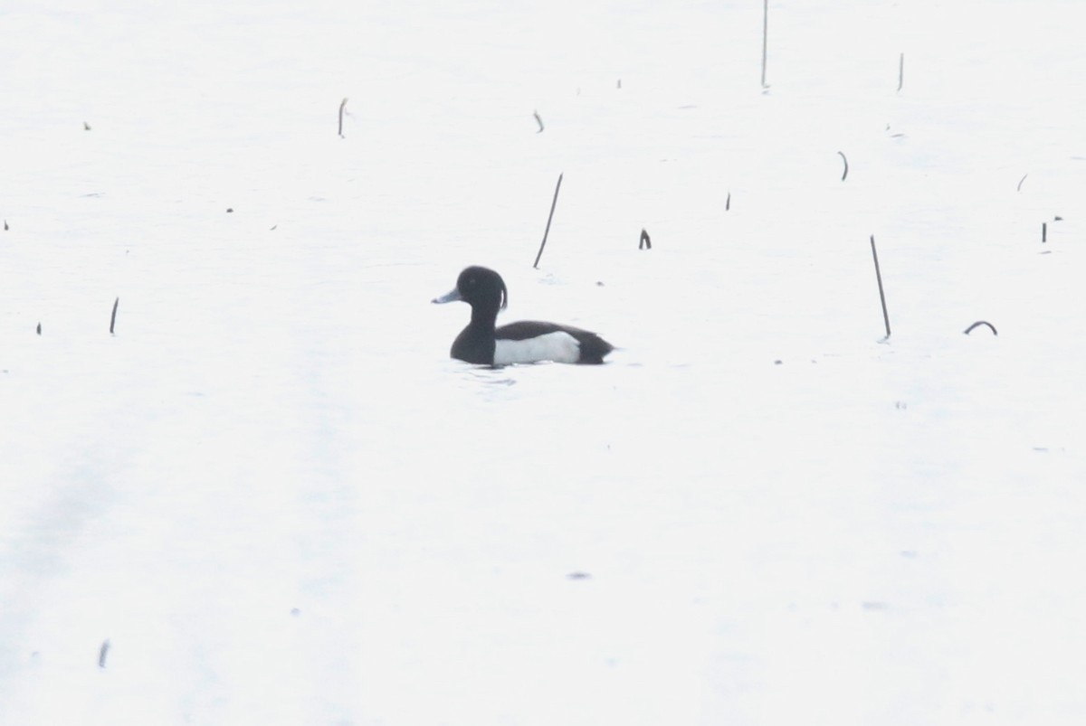 Tufted Duck - ML149349841