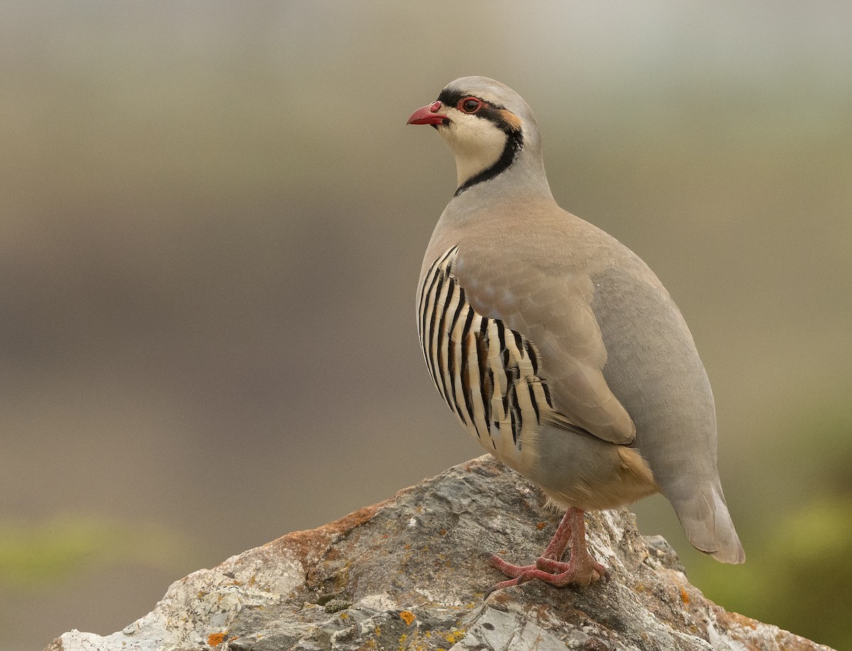 Chukar - ML149350671