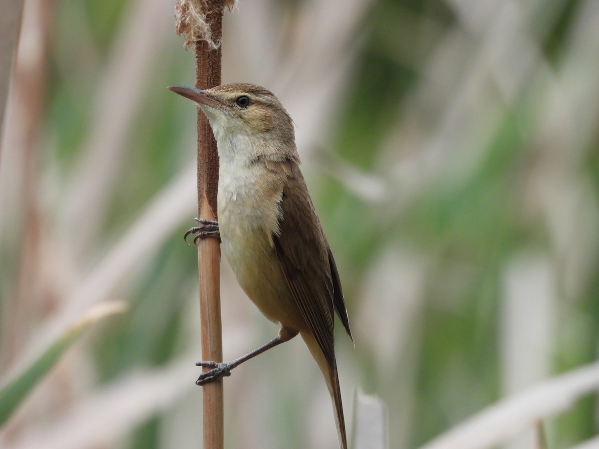 Australian Reed Warbler - Colby Neuman