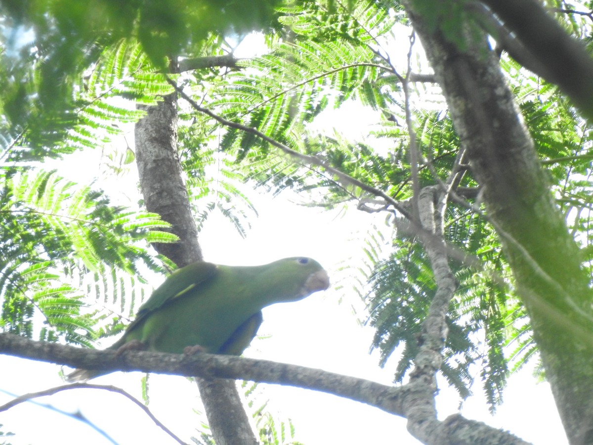 Plain Parakeet - ML149354061