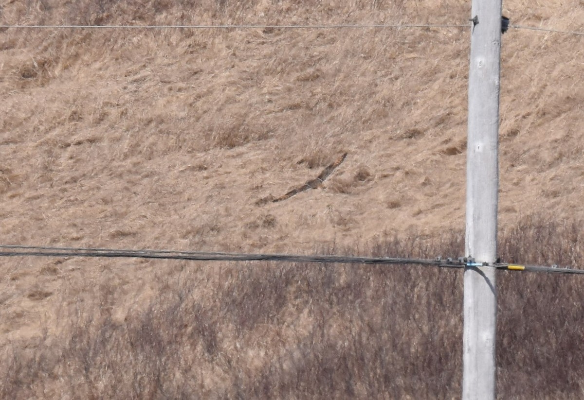 Short-eared Owl - Angela Granchelli