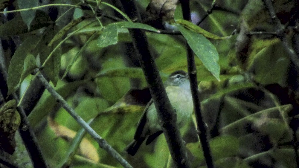 Vireo Coronipardo - ML149355141