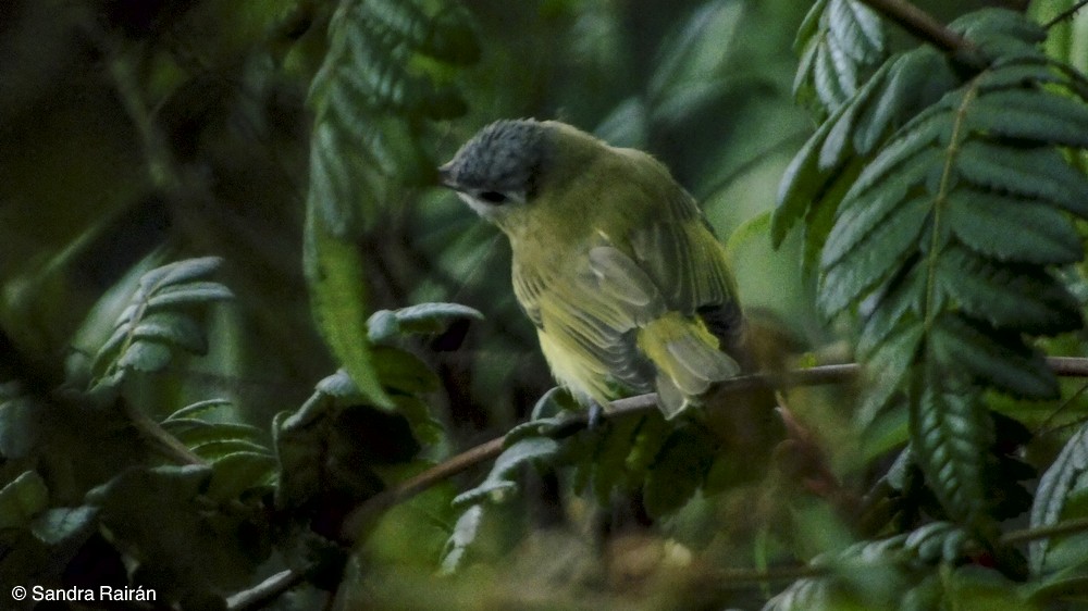 rødøyevireo - ML149355521