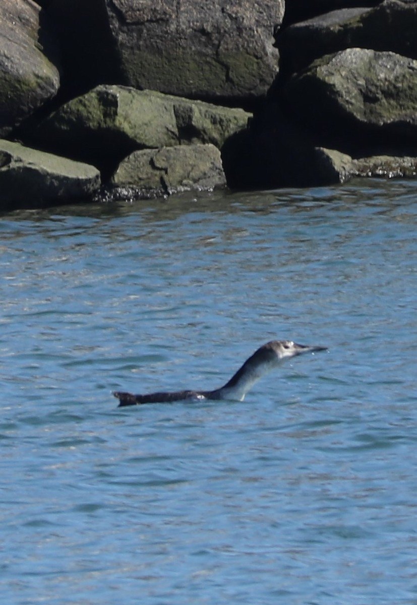 Common Loon - ML149355541