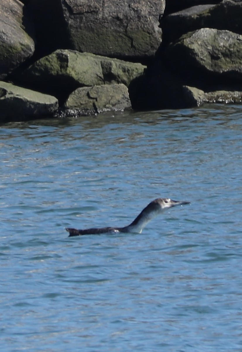 Plongeon huard - ML149355541