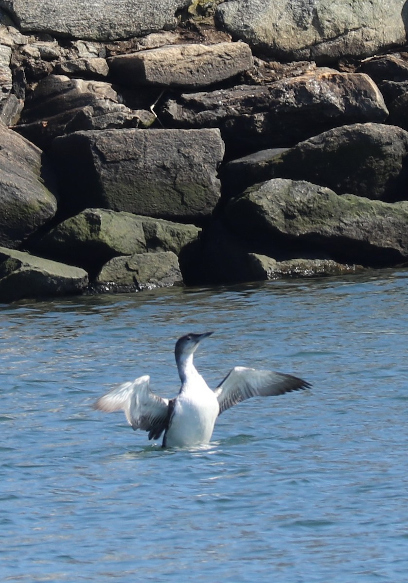 Plongeon huard - ML149355771