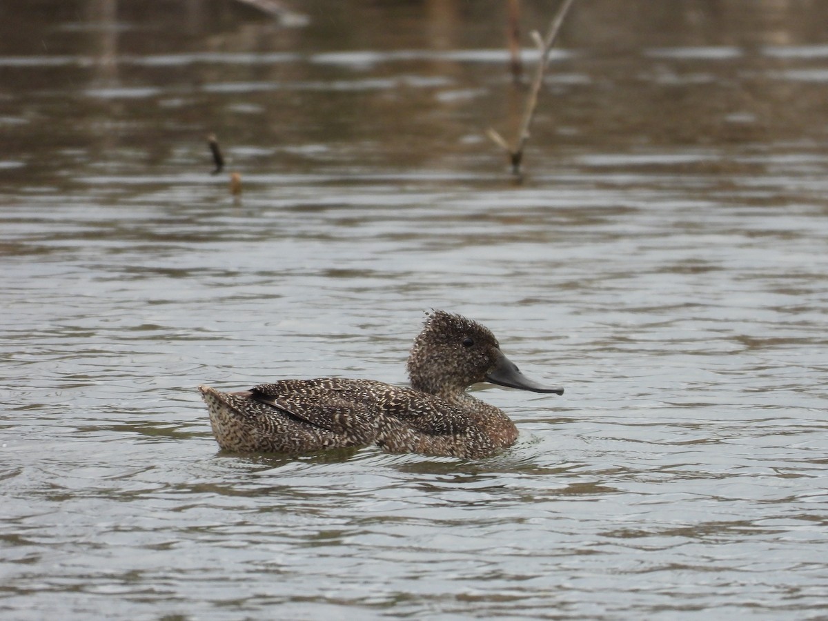 Freckled Duck - ML149355831